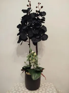 Fekete orchidea, fehér mohával, fekete bordázott kaspóban