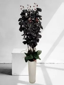 Kézzel készült elegáns, 5 szálas fekete orchidea művirág padlóvázában