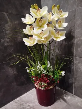 Fehér cymbidium orchidea, bordó kaspóban
