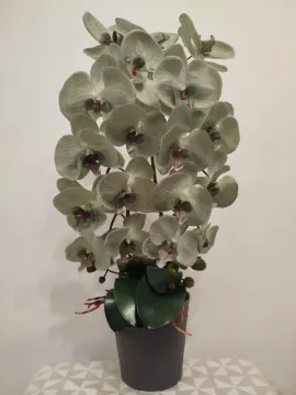 Világoszöld orchidea, szürke kaspóban