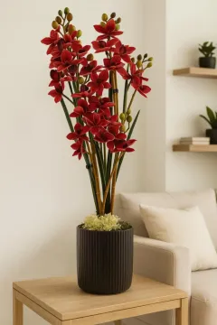 Mályvaszínű cimbidium orchidea, bordázott fekete kaspóban