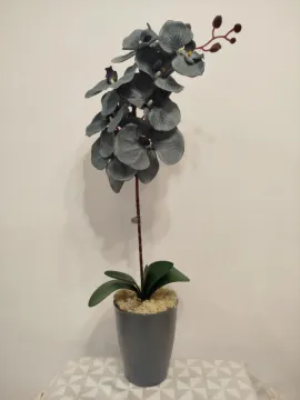 Szürke orchidea, szürke kaspóban