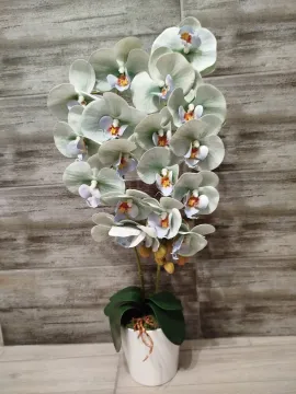 Világoszöld orchidea, fehér kaspóban