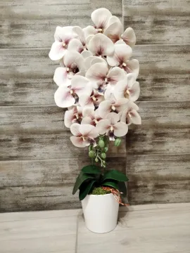 Lilás-fehér orchidea, fehér kaspóban