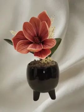 Mályvaszínű magnólia, fekete lábas kaspóban