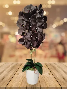 Fekete orchidea, fehér kaspóban